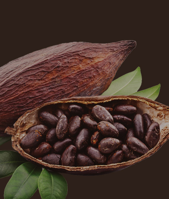 fève de cacao